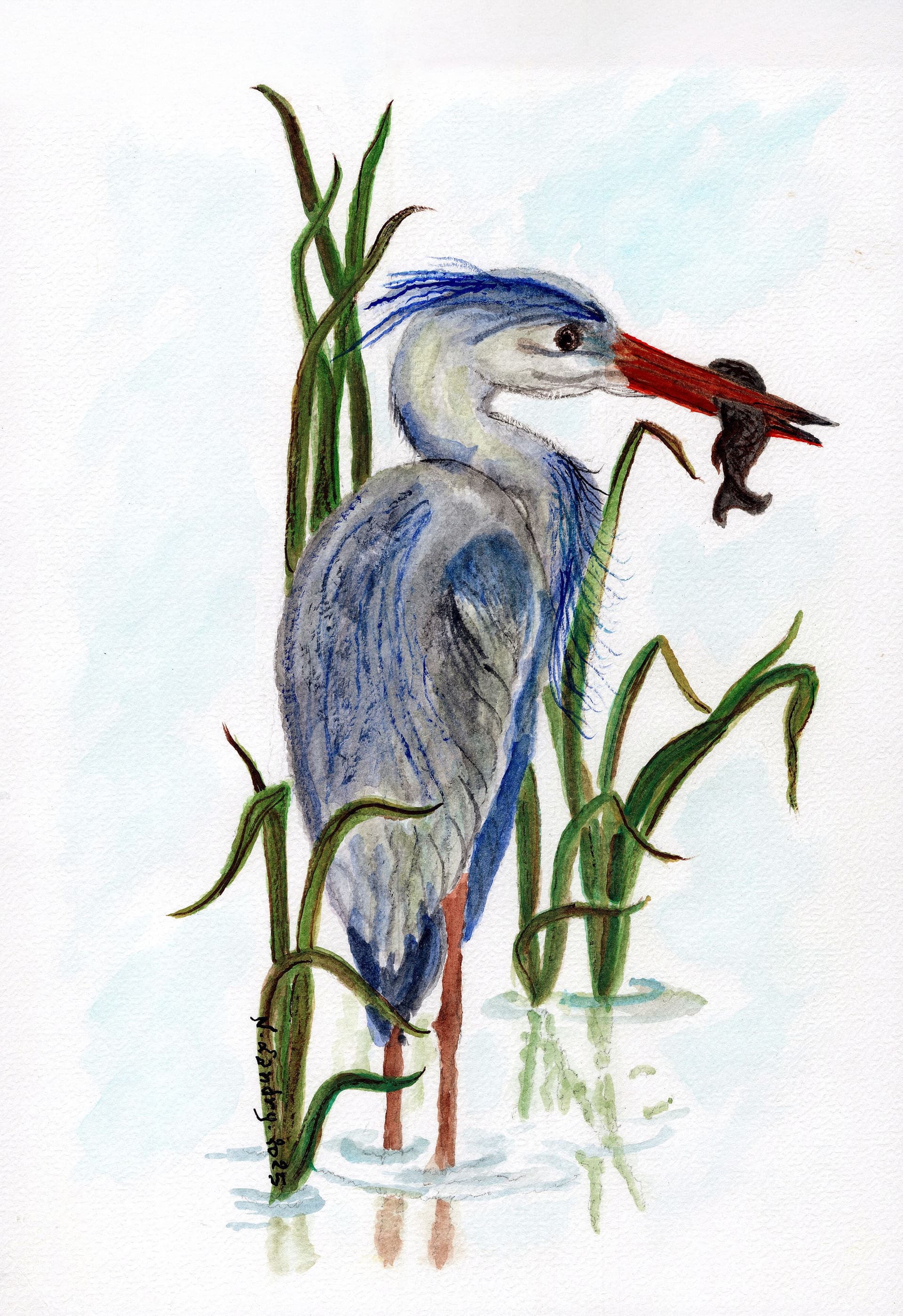 Blue Heron in Reeds