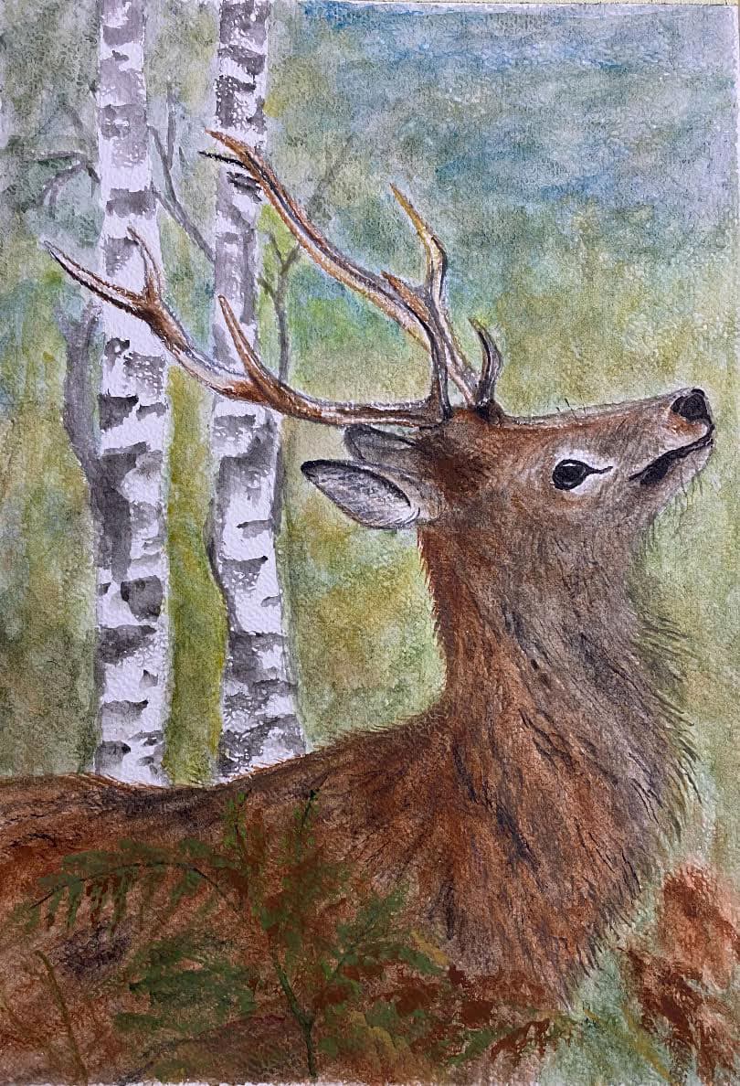 Buck Deer Among Birch Trees