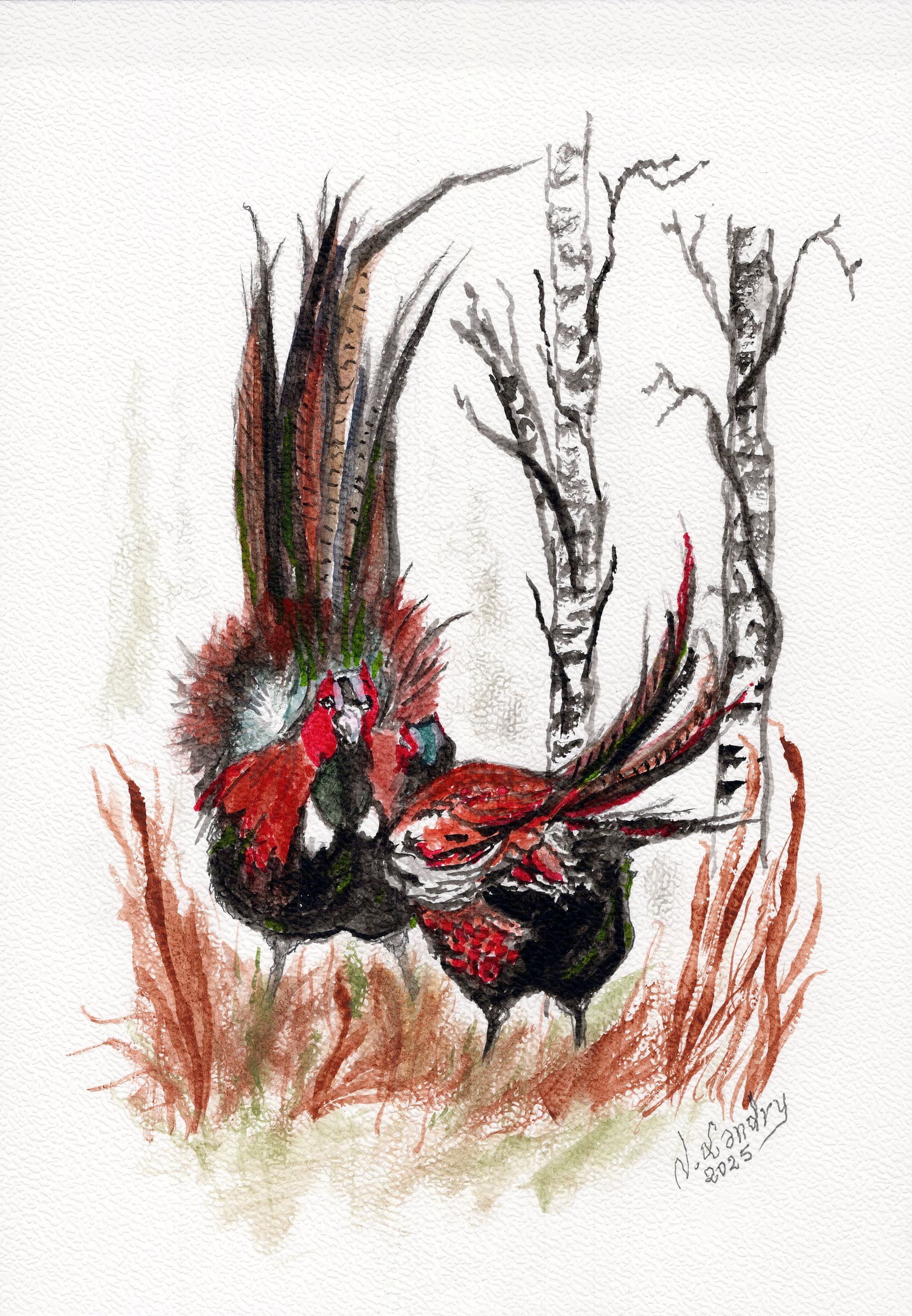 Red Pheasant Among Birch Trees