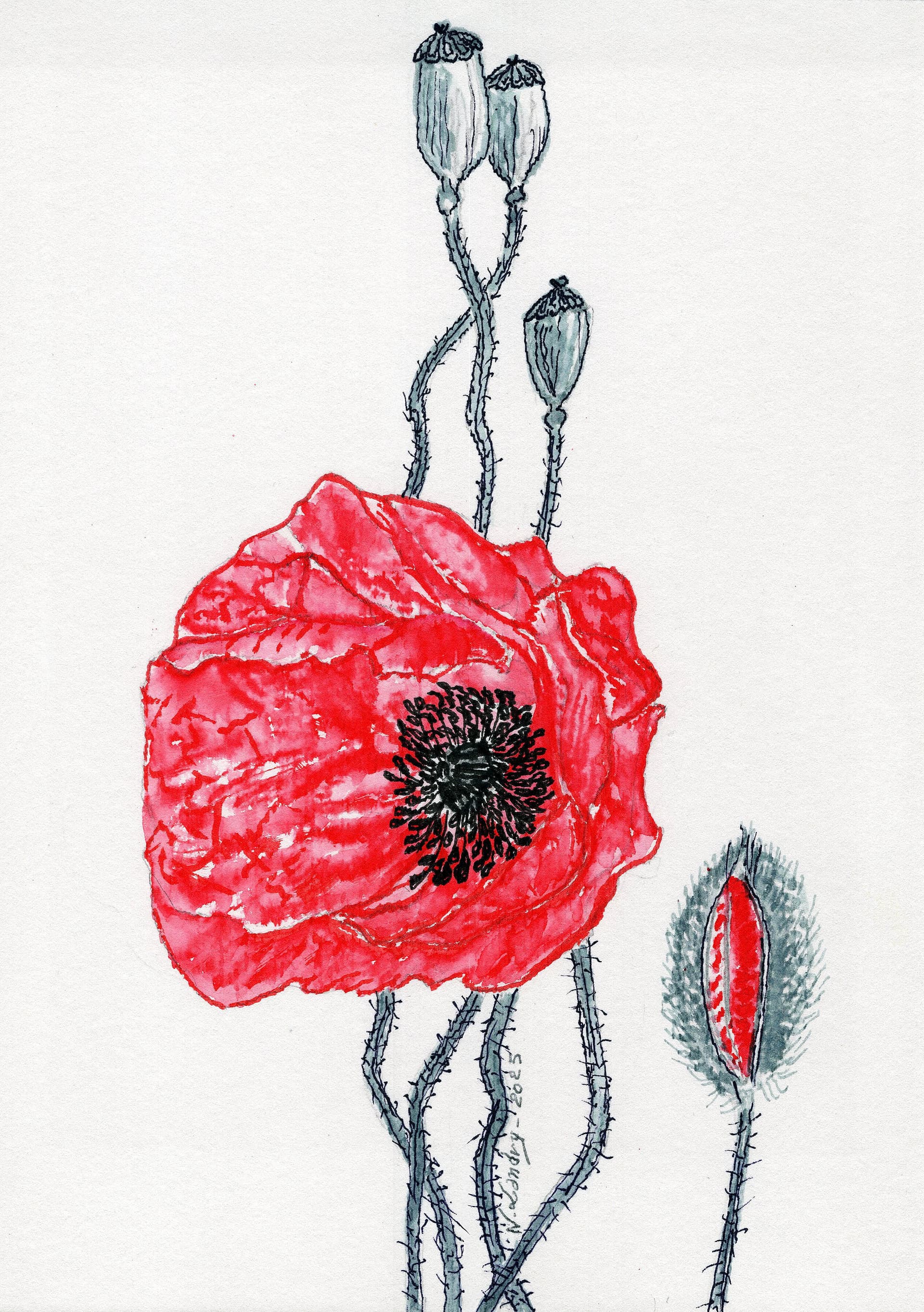 Red Poppy Flowers