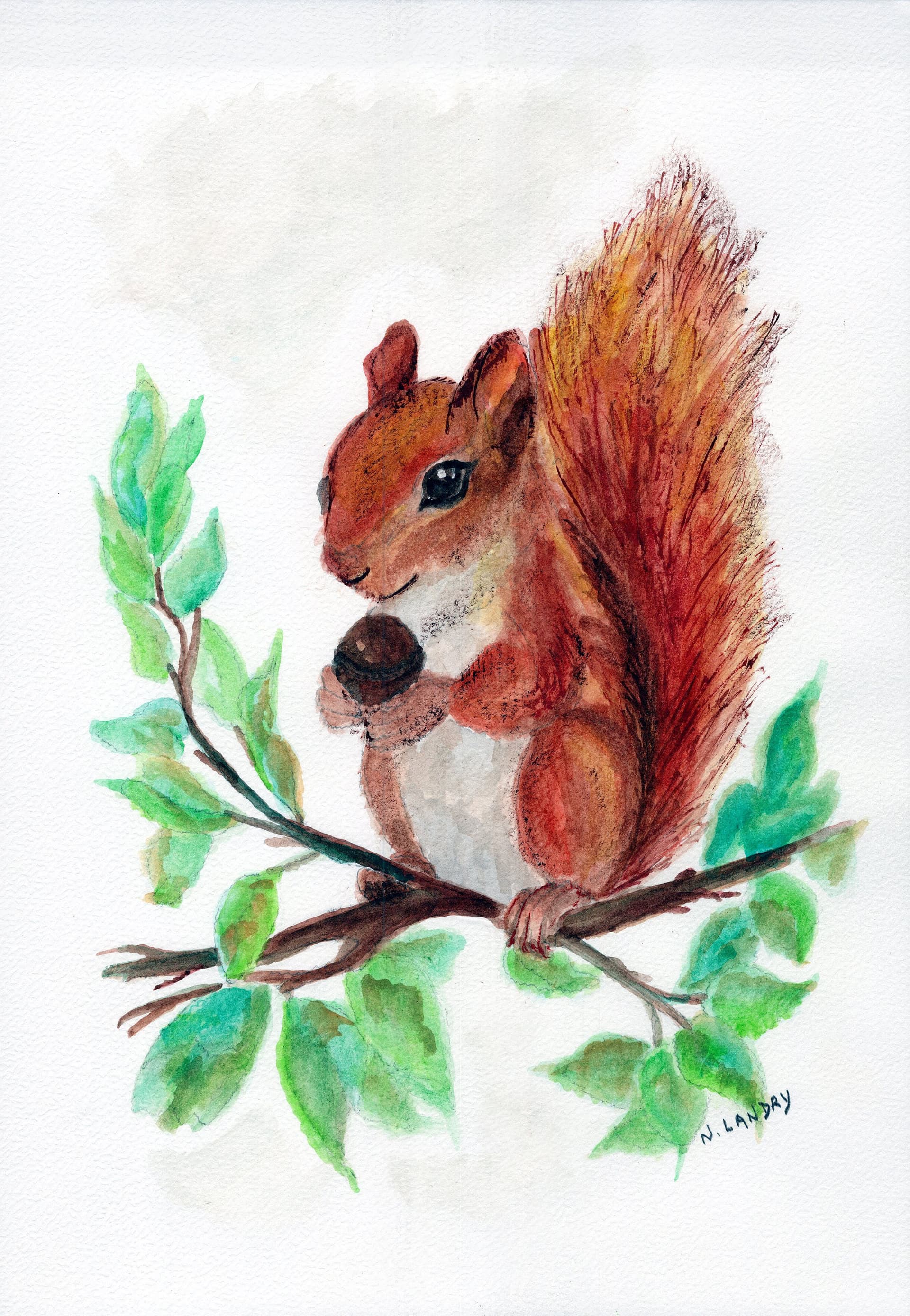 Squirrel on Branch