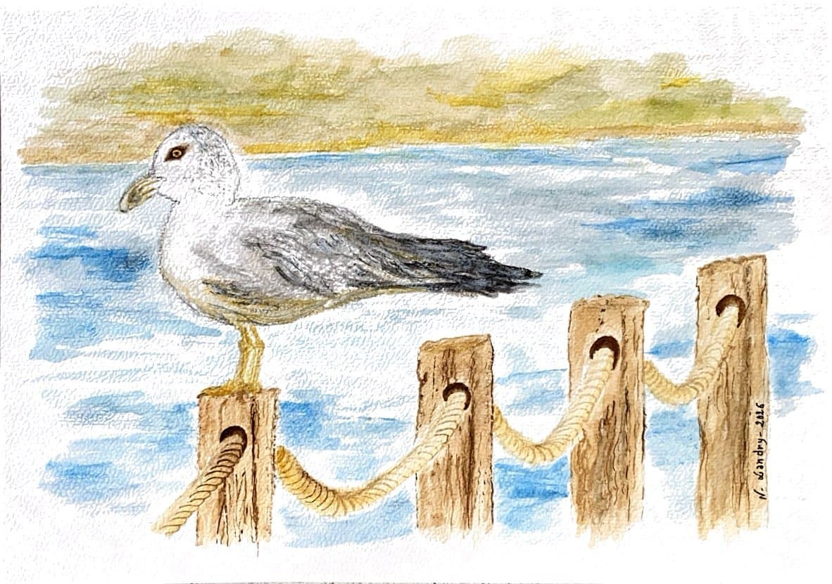 Seagull on a Seaside Rope Fence