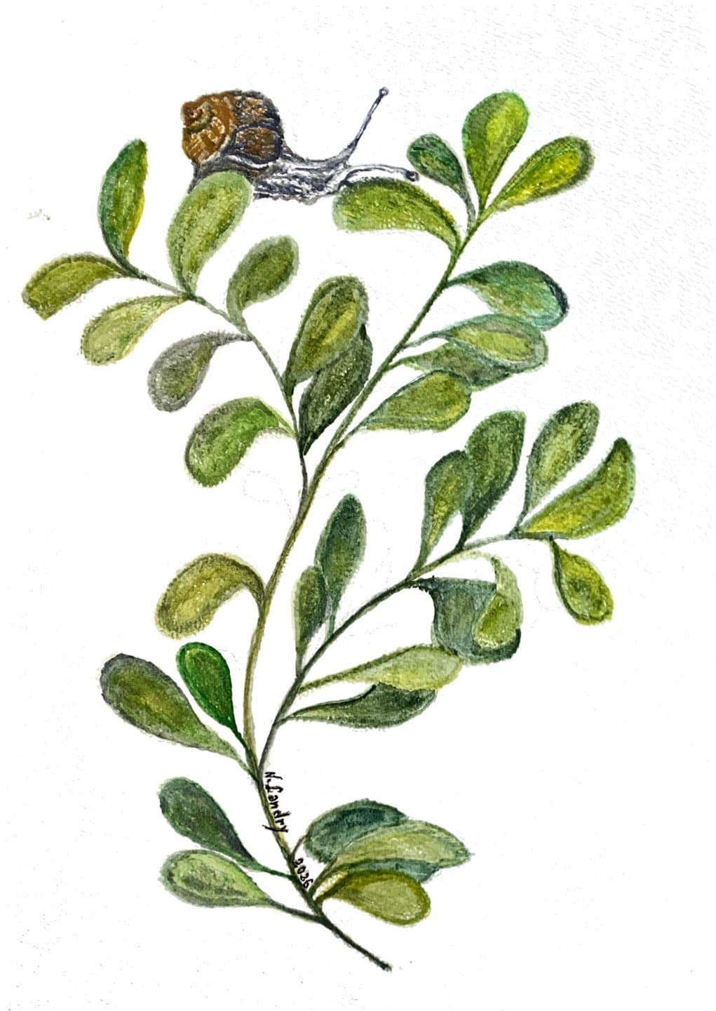 Snail on a Leafy Stem