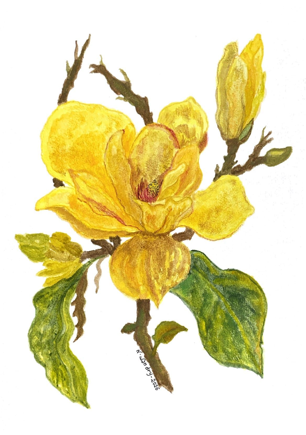 Yellow Magnolia and Buds